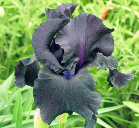 'Black Suited'  - Sterling  2000