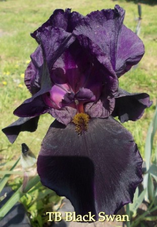 'Black Swan'  - Orville Fay 1960