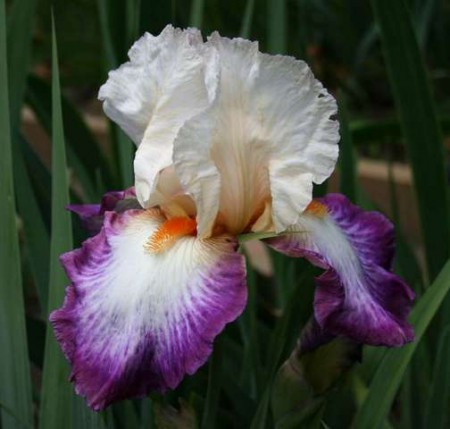 'Bold Fashion'  - Schreiner 1998