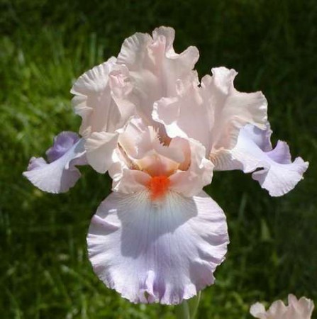 'Celebration Song' Schreiner 1993