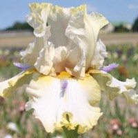 ' Chamois d'or ' Bourdillon 2004