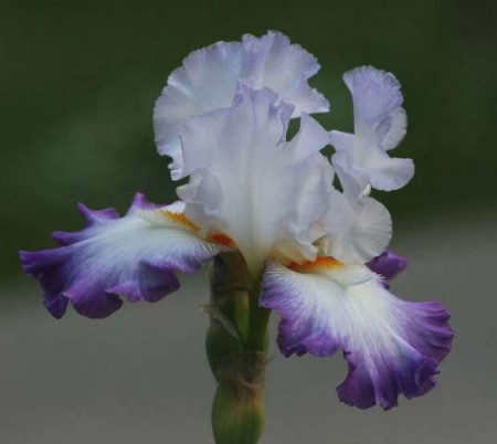 'Conjuration' Byers 1988