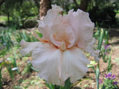 'Coral Point' Sutton 2000