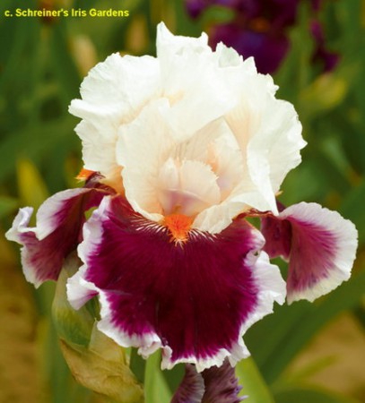 'Crimson Cloud' Schreiner 2010