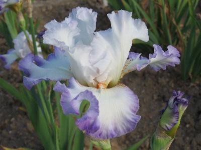 'Elegant' Cayeux 2004