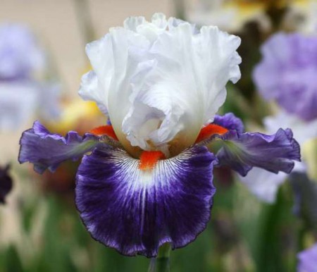 'Gypsy Lord' keppel 2005