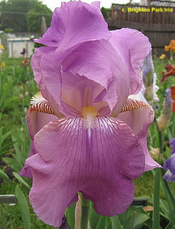 'Lavanesque' Schreiner 1953