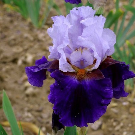 'Magnetisme' Cayeux 2011