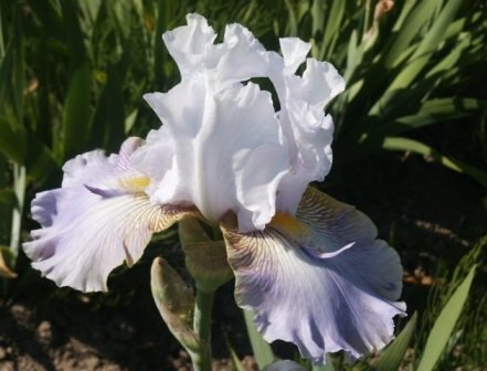 'Modry TRN' Seidl 2002