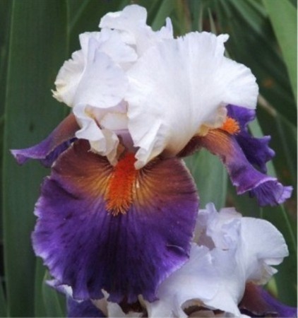 'Sharpshooter' Keppel 2000