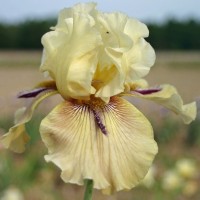 'Thornbird' Byers 1997