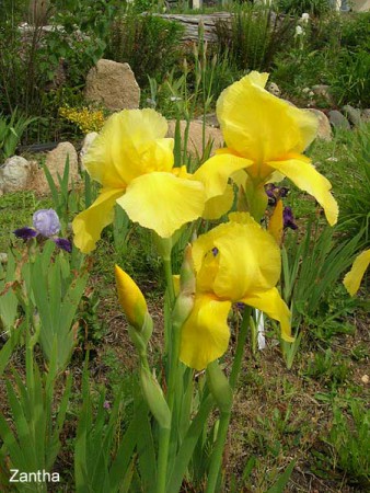 'Zantha' Orville 1947